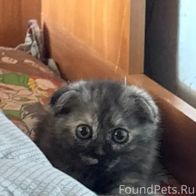 Пропал котёнок, Парковая 25