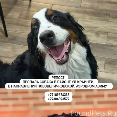Пропала Бернский зенненхунд Черри, район Магнита