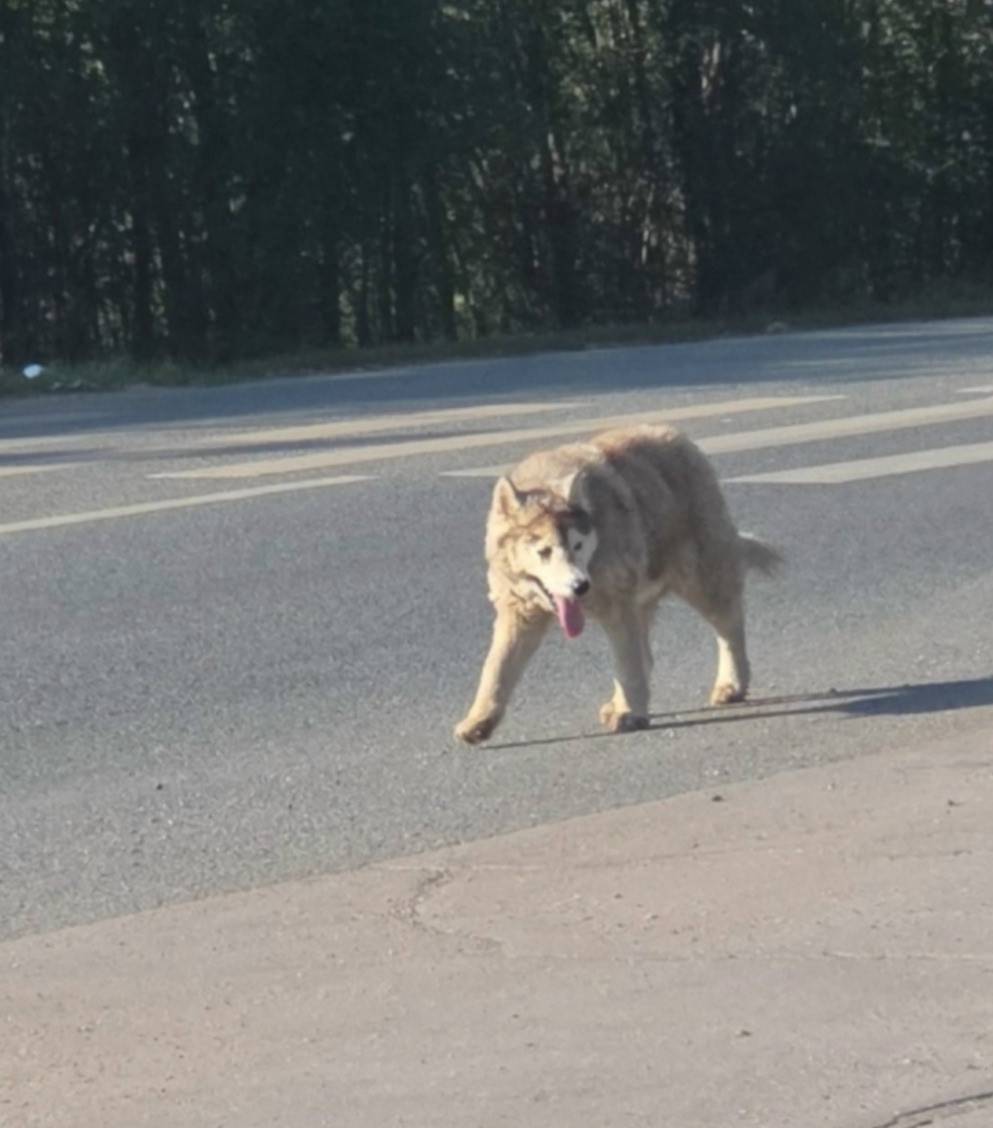 Пропала метис маламута и лайки Плюша, район Рубежного кладбища