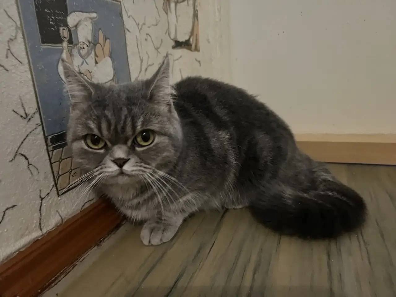 Найдена кошка британской породы, Наро-Фоминск