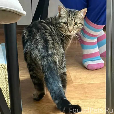Найдена кошка, проспект Ленина 75