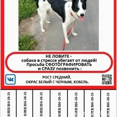 Пропал пёс Панда, Мурманское шоссе
