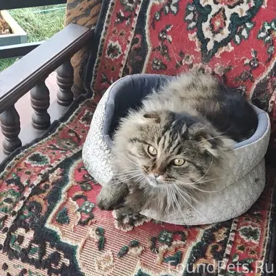 Пропал вислоухий кот, Липово