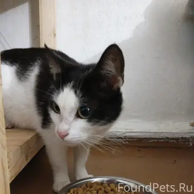 Найдена кошка, улица Академика Веденеева