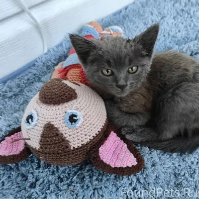 Найдена кошка, возможно породистая, Бежица