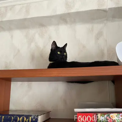 Пропал чёрный кот Юлик, Щельяюр