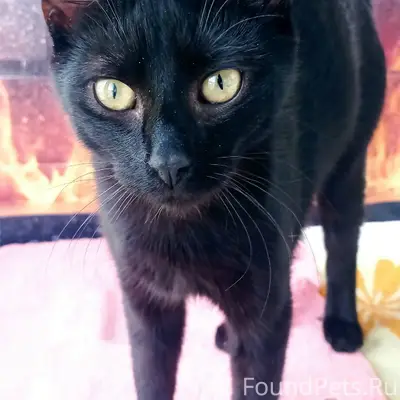 Пропал кот Космос, домашний