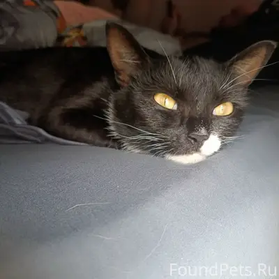 Найдена кошка, район Дружбы