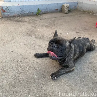 Найден французский бульдог, пгт. Усть-Кинельский