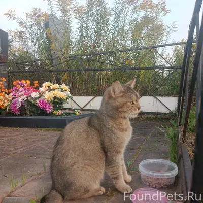 Найдена кошка породы Шиншилла, кладбище