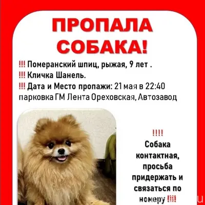 Пропала собака померанский шпиц Шанель, Автозавод