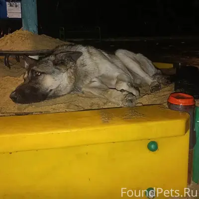 Найден пёс, Борзова 13