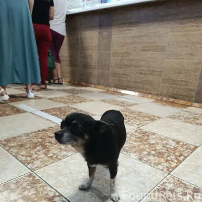 Пропала собака, тёмный окрас, Севастополь