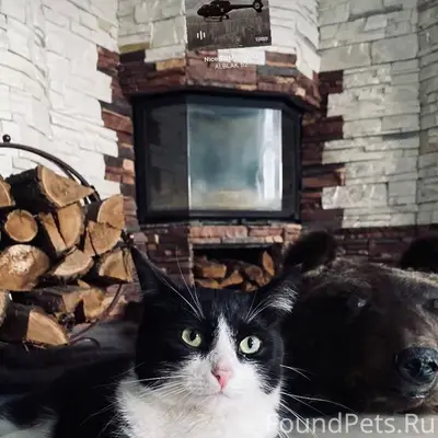 Пропал черно-белый кот, Привольск