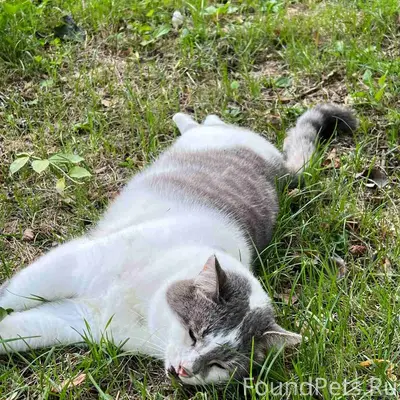 Найден кот, Чкалова 7/1