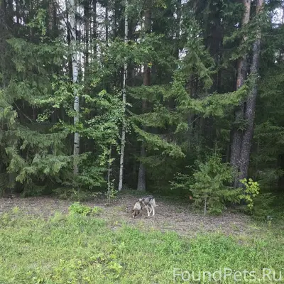 Пропал пёс, Октябрьский, Вельск