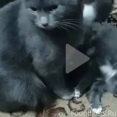 Пропала кошка Мася, район хлебозавода