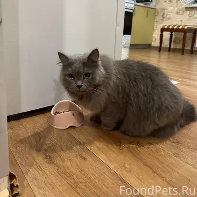 Найдена кошка, российская голубая, без клички