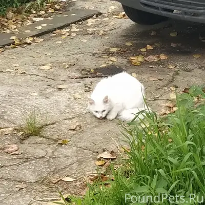 Найдена белая кошка, Екатеринбург, ул. Татищева-Рабочих