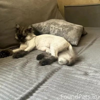 Пропал кот, район Сахарный