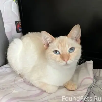 Пропала кошка, [место] Ялагина 5а