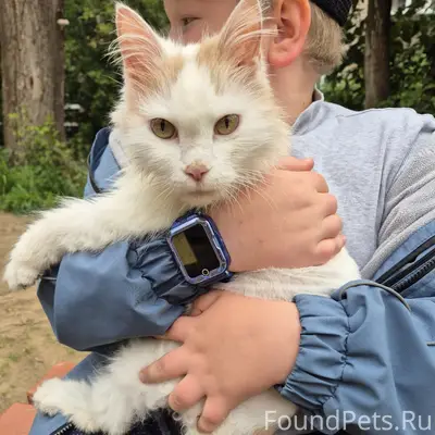 Найден кот, ул. Льва Шатрова