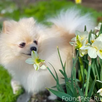 Пропала собака