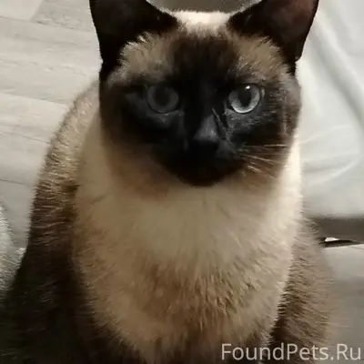Пропала сиамская кошка Лилу, угол улиц Заречная, Мира