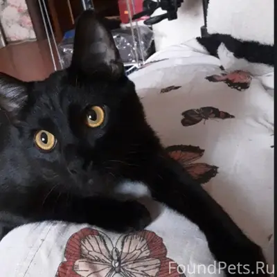 Пропал черный кот
