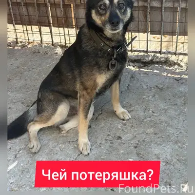 Найден трёхлапый пёс в ошейнике, Пенза