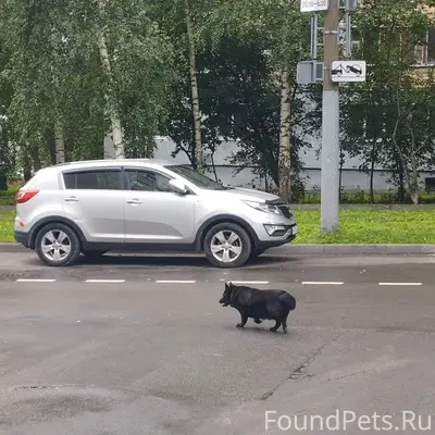Найденна собака, Советский район