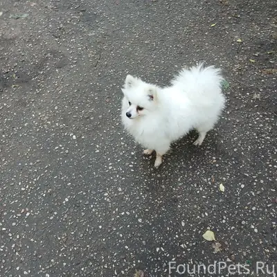 Найденна собака, Химинститут