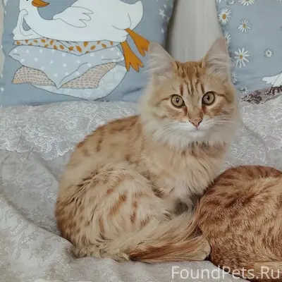 Пропал кот Сёма, нижняя часть города