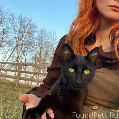 Найдена беременная кошка, город