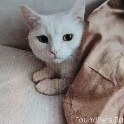 Пропал кот Рузик, Нижний Новгород