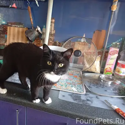 Потерялся котик