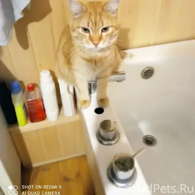 Пропал рыжий кот Рыжий, СНТ «Заря»