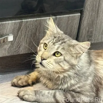 Пропал кот, 17 комплекс зябь