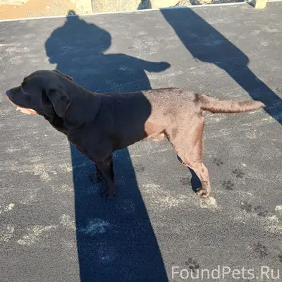 Найден пёс, улица Савчука