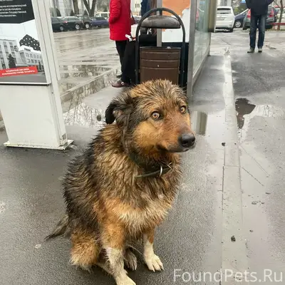 Пропала собака Дина