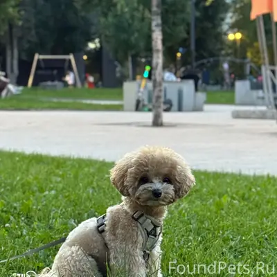 Пропала собака, Воронеж, район Спартака