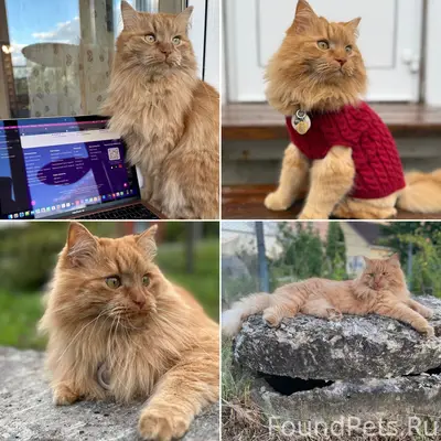 Пропал рыжий кот Луи, Мичуринск