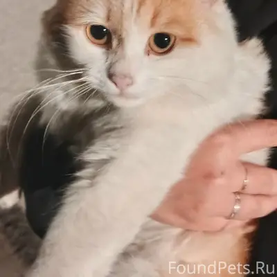 Найден кот, набережная улица