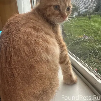 Найден кот, Химмаш