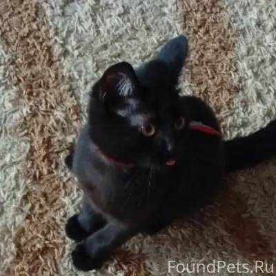 Пропал чёрный котёнок, Красноуральск