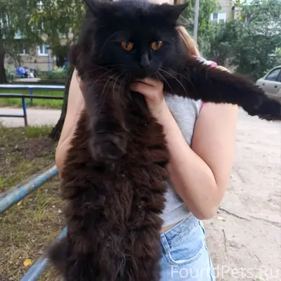 Найдена кошка, подъезд дома 31
