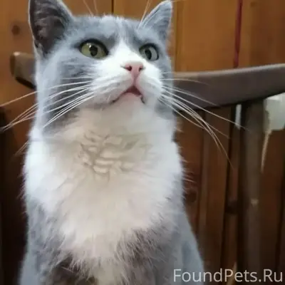 Пропала кошка Мила, Торопецкий тракт