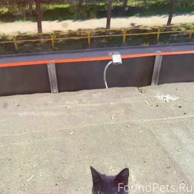 Найдена кошка, Приволжская 17