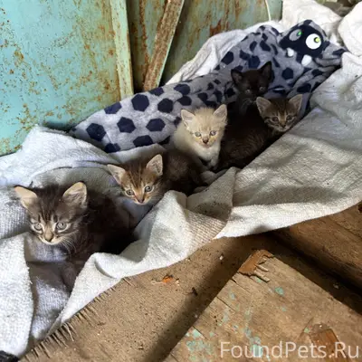 Найдена кошка, светло-бежевая, ул. Камозина