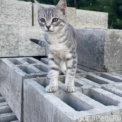 Пропала кошечка (20.08.2026)в районе Текстильщиков, частный сектор,г. Домодедово  5 месяцев, отзывается на кличку «Айза»  дается на руки, часто может пойти следом за людьми и животными Гуляет без ошейника!!   Просим лиц, обнаруживших котенка, незамедлительно сообщить об этом по телефону 89259350711  По возможности, просим  задержать нашу девочку до прибытия хозяина!!